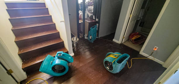 Best Mold removal after water damage  in Savannah, TN